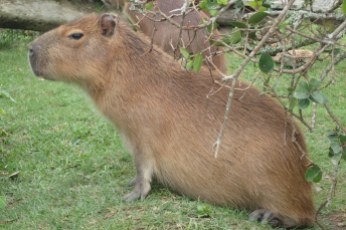 Capybara, Parque Nacional de Santa Teresa