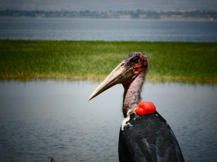 Marabú en el lago Hawassa